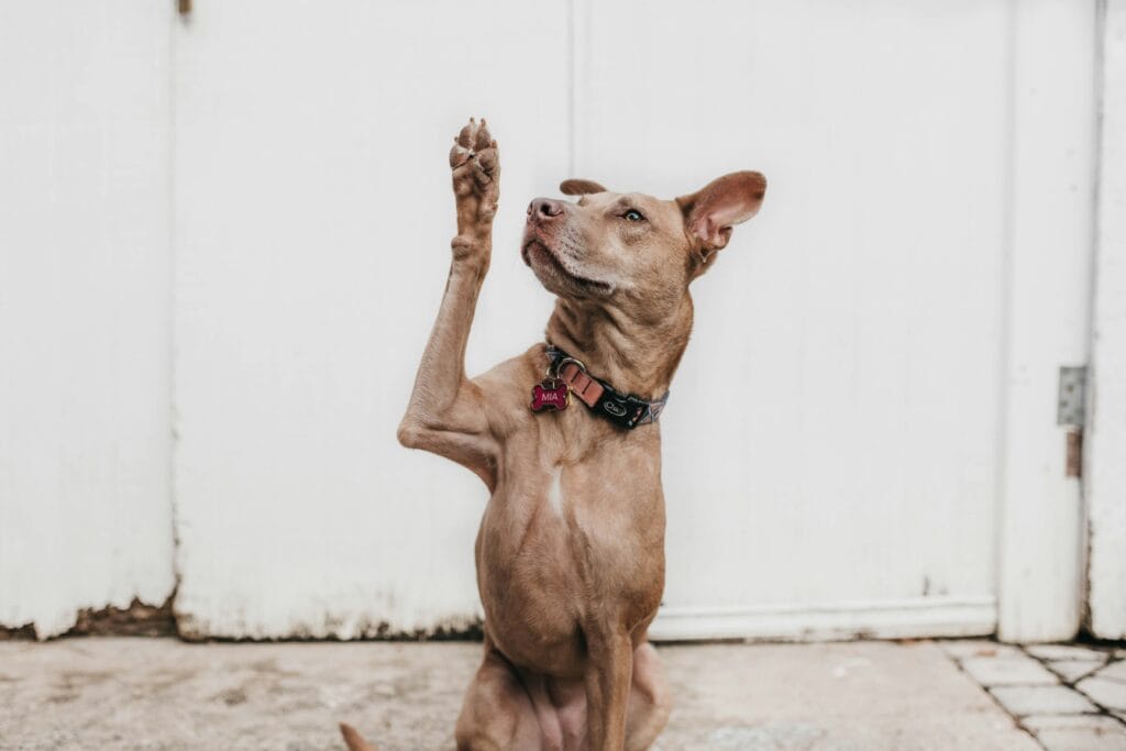Brown medium sized dog with a named tag saying Mia with their paw raised