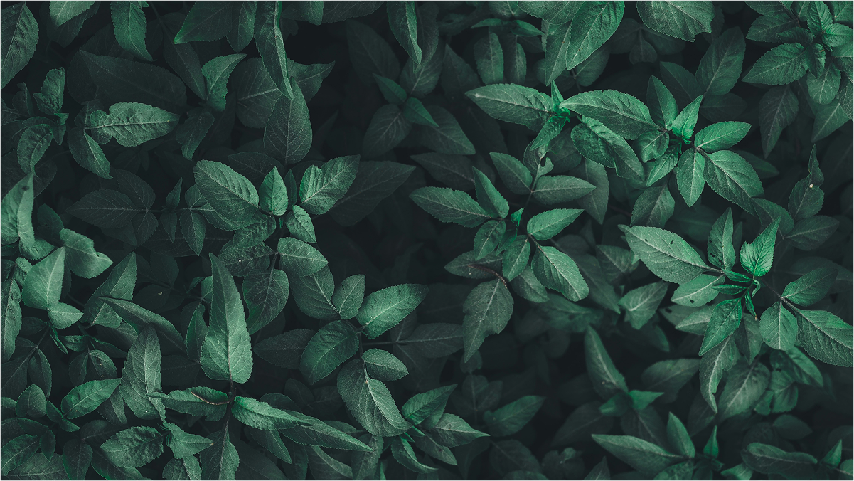 Dark leaves